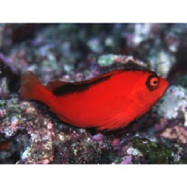 Neocirrhites armatus Castelnau, 1873