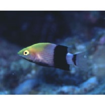 Bodianus loxozonus (Snyder, 1908)