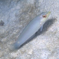 Halichoeres trimaculatus (Quoy et Gaimard, 1834)