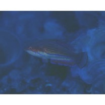 Paracheilinus carpenteri Randall et Lubbock, 1981