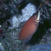 Pseudocheilinus evanidus Jordan et Evermann, 1903