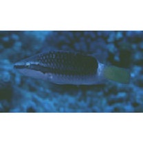 Oxycheilinus unifasciatus (Streets, 1877)