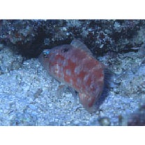 Oxycheilinus orientalis (Gunther, 1862)