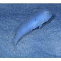 Iniistius pentadactylus (Linnaeus, 1758)