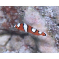 Coris gaimard (Quoy et Gaimard, 1824)