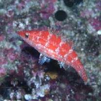 Oxycheilinus orientalis (Gunther, 1862)