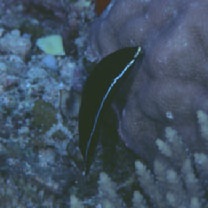 Labrichthys unilineatus (Guichenot, 1847)