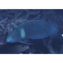 Labrichthys unilineatus (Guichenot, 1847)