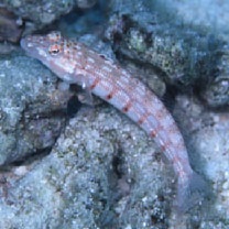 Parapercis multiplicata Randall, 1984