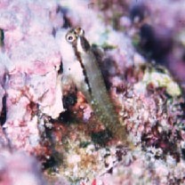 Stanulus talboti Springer, 1968