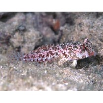 Neosynchiropus moyeri (Zaiser et Fricke, 1985)