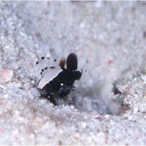 Lotilia klausewitzi Shibukawa, Suzuki et Senou, 2012