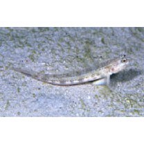 Vanderhorstia phaeostictus (Randall, Shao et Chen, 2007)