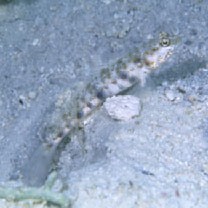 Vanderhorstia phaeostictus (Randall, Shao et Chen, 2007)