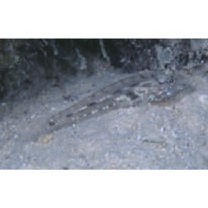 Fusigobius neophytus (Gunther, 1877)