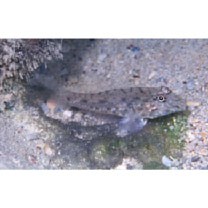 Fusigobius neophytus (Gunther, 1877)