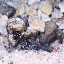 Cryptocentrus nigrocellatus (Yanagisawa, 1978)