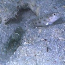 Ctenogobiops feroculus Lubbock et Polunin, 1977