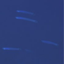 Ptereleotris lineopinnis (Fowler, 1935)