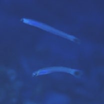 Ptereleotris lineopinnis (Fowler, 1935)