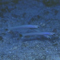 Ptereleotris lineopinnis (Fowler, 1935)