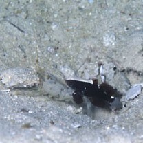 Lotilia klausewitzi Shibukawa, Suzuki et Senou, 2012