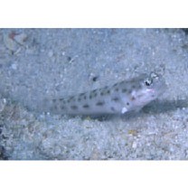 Ctenogobiops feroculus Lubbock et Polunin, 1977