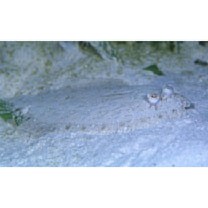 Bothus pantherinus (Ruppell, 1830)