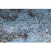 Bothus pantherinus (Ruppell, 1830)