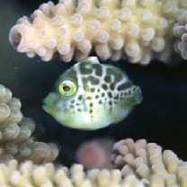 Paraluteres prionurus (Bleeker, 1851)