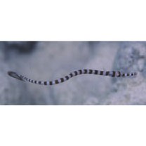 Doryrhamphus (Dunckerocampus) dactyliophorus (Bleeker, 1853)