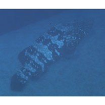 Epinephelus malabaricus (Schneider, 1801)