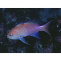 Pseudanthias sp. 1