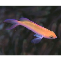 Pseudanthias bicolor (Randall, 1979)