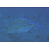 Caranx melampygus Cuvier, 1833