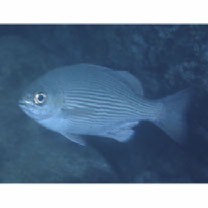 Kyphosus cinerascens (Forsskal, 1775)