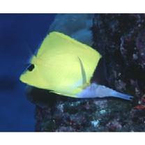 Forcipiger flavissimus Jordan et McGregor, 1898