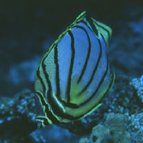 Chaetodon meyeri Bloch et Schneider, 1801