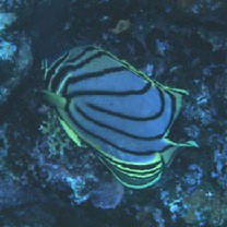 Chaetodon meyeri Bloch et Schneider, 1801