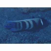 Pomacanthus sexstriatus (Cuvier, 1831)