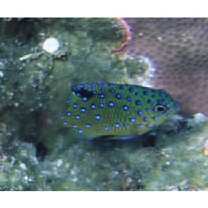 Plectroglyphidodon lacrymatus (Quoy et Gaimard, 1825)