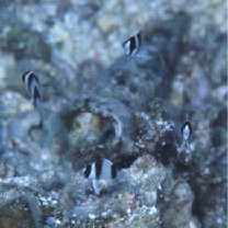 Chrysiptera tricincta (Allen et Randall, 1974)