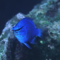 Chrysiptera cyanea (Quoy et Gaimard, 1825)