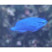 Chrysiptera cyanea (Quoy et Gaimard, 1825)