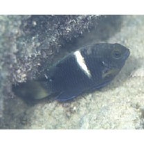 Chrysiptera biocellata (Quoy et Gaimard, 1825)