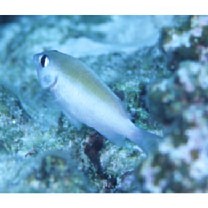 Plectroglyphidodon imparipennis (Vaillant et Sauvage, 1875)