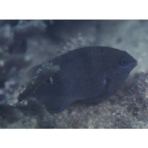 Stegastes albifasciatus (Schlegel et Muller, 1839)