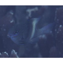 Stegastes albifasciatus (Schlegel et Muller, 1839)