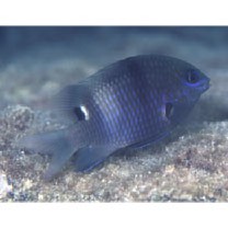 Stegastes albifasciatus (Schlegel et Muller, 1839)