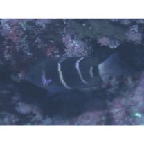 Plectroglyphidodon phoenixensis (Schultz, 1943)